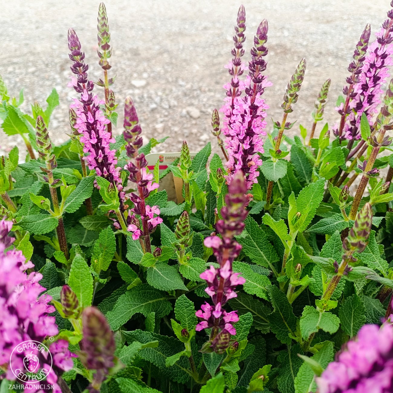 Obrázok Šalvia hájna (Salvia nemorosa) ´SENSATION ROSE´ - kont. P13
